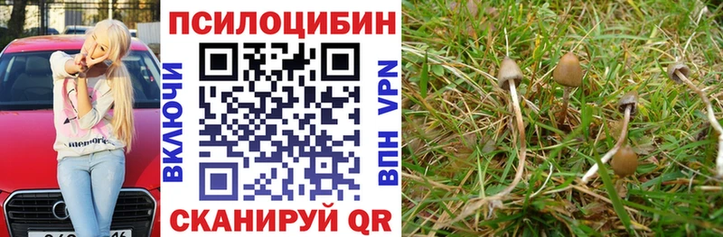 наркота  Морозовск  Галлюциногенные грибы Cubensis 